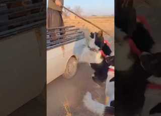 حمله سگ قدر جانی به انسان Dog Iran Shorts