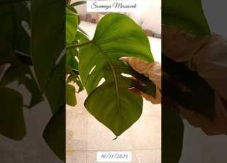  زراعة المونستيرا من العقلة في المنزل Growing Monstera From Stem Cuttings Soumaya Messaoudi