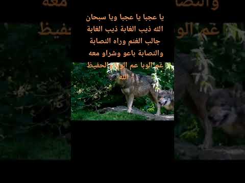 يا عجبا يا عجبا ويا سبحان الله ذيب الغابة لمجموعة جيل جيلالة