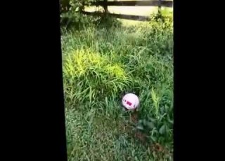 Ziggy Practicing For 2016 U S Canine Olympic Soccer Team