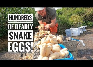  Infestation Of Africa S Most Venomous Snakes Part 2