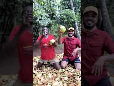 هاكونا ماتاتا الجديده