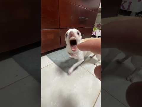 The Kuchi Kuchi Gang Mreviatar Chiuahua Nikiozeri Angrychihuahua Animals