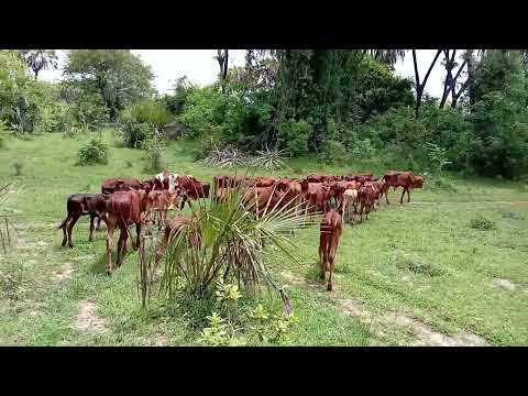 BHUGESELA LIMBU CHAPA YANG OMBE MAFANIKIO YAKE 2026 BHUGESELA LIMBU CHAPA YANG OMBE MAFANIKIO YAKE 2026