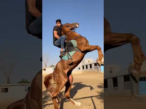 ماشاءالله الفارس خيل فرس خيل عربيه اصيله حصان حصان عربي اصيل خيالة فرسان Horse Cheval