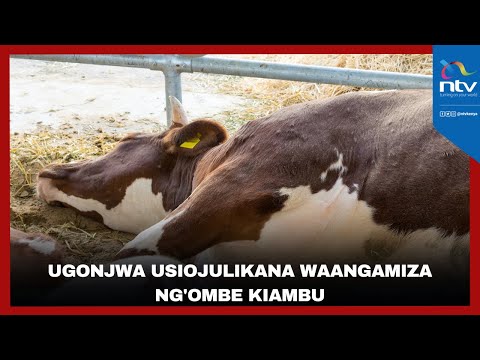Ugonjwa Usiojulikana Waangamiza Ng Ombe Kiambu Ugonjwa Usiojulikana Waangamiza Ng Ombe Kiambu