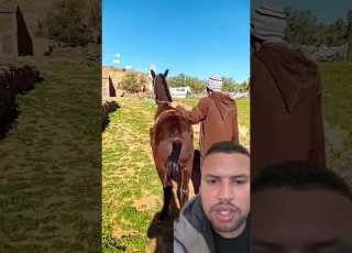 خدمة لي تمناها اي بارضي في العود ديالو الخيول العربية الاصيلة ابلور خيل النظافه ابلور