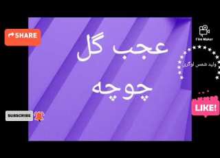 عجب گل چوچه Ajab Gul Chucha سر ساز ناشر ولید شمس لوگری