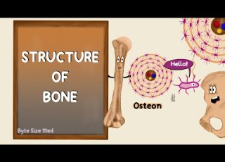 Structure Of Bone Lamellar Bone Compact And Cancellous Bone Bone Histology
