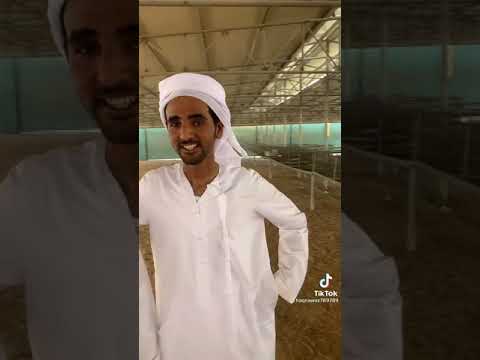 عجايب العاصفه