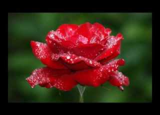 Symbol Of Love Flowers Images