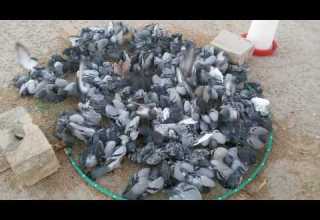 شبكه ابوفارس فريد صالح لصيد الحمام رقم جوال 0539191006