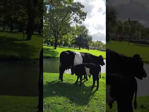 البقر الهولندي يوميات سورية في هولندا