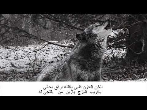 اقوى زوامل عيسى الليث ونتي ونتن ردت صداها الجبالي كامل