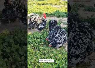  Mottled Orpington Chickens Shorts Ytshorts Trending Youtubeshorts Orpingtonchickens