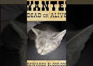 Wanted Abo Like Aufrufe Funny Viral Humour Comedy Memes