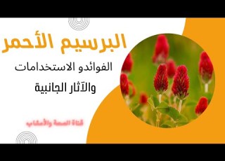  البرسيم الأحمر الفوائد والاستخدامات والآثار الجانبية Red Clover