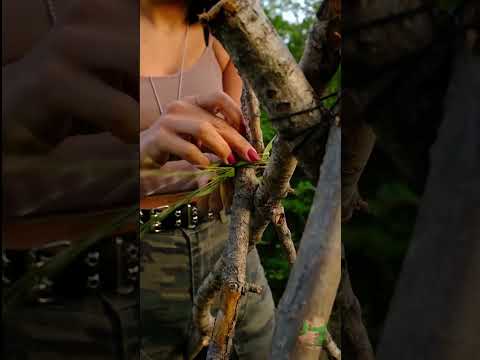 بناء مأوى في الغابة باستخدام الخشب فقط البقاء