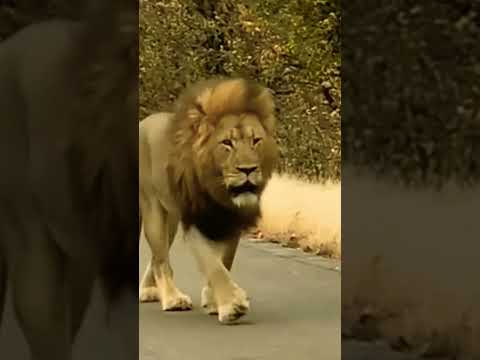 عندما يهاجم الاسد الاشبال تقف في وجهه اللبؤة في مشهد مثير