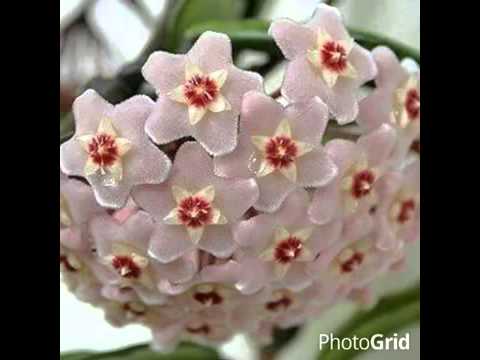 دعاء ياودود يا ذا العرش المجيد