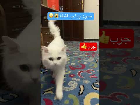 صوت يجذب القطط اكسبلور