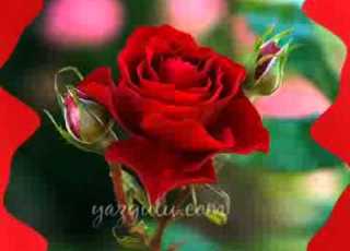 إلمس اديا 3gp