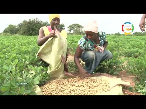 KILIMO AJIRA YANGU KILIMO CHA ZAO LA KARANGA 08 05 2021