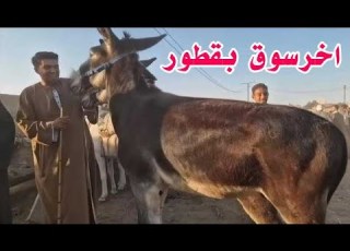  For The First Time In History The Biggest Donkey Sale Ever A Donkey Selling For The Price Of A