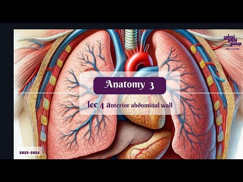 Anterior Abdominal Wall Anatomy 3 Lec 4