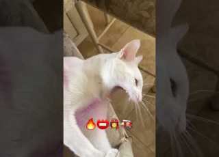  Funny And Cute Animals Compilation Try Not To Laugh 155