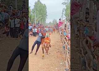 Hori Round Baari Kai Hakyana Horihabba Jallikattu Bull
