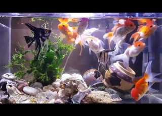 Feeding Time Goldfish Ghost Knife Fish And Angel Fish