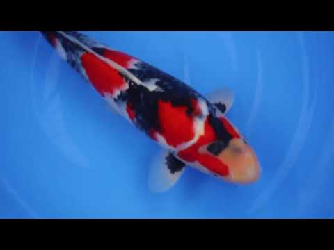 Isa 41cm Female Showa Tosai 3 28 26 H