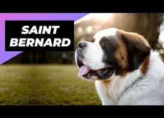  Saint Bernard One Of The Laziest Dog Breeds In The World Shorts