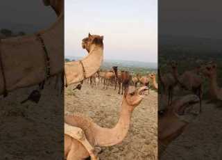 أنثى الإبل صوت الجمل سعيدة مع حبيبي