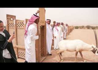  إطلاق المها العربي وظباء الريم في محمية الملك خالد الملكية 2022