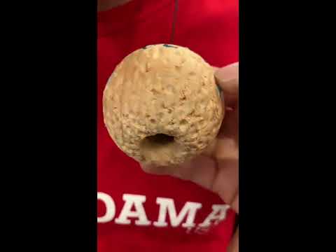 Yank Spike Champ 2019 Josh Kim Kendama USA