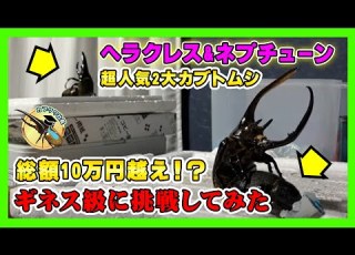  総額10万円越え 超巨大なネプチューンオオカブト 降臨 ギネスを狙えるサイズ同士で交尾 ヘラクレスオオカブト極太血統と共に夢のコラボを実現させてみました