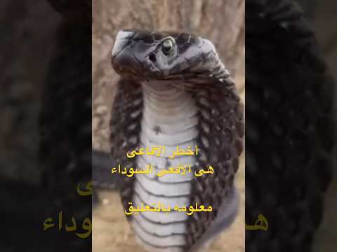 أخطر الأفاعى الكوبرا السوداء تهجم على كاميرا التصوير Animals Attack Snake