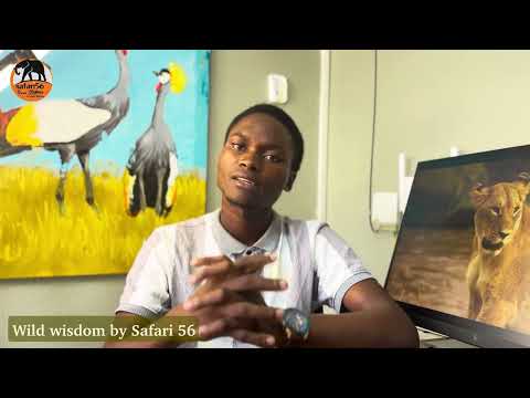 Tanzania Safari Seasons Explained Best Time To Visit For Wildlife