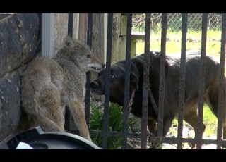  Dog Confronts Cornered Coyote