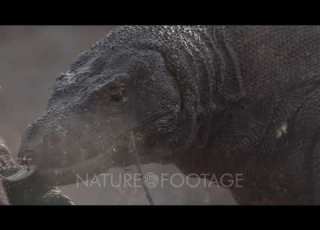  Komodo Dragons Eating From Carcass In Dry Grassland Landscape