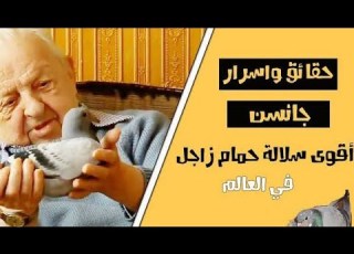 مواصفات ومميزات الحمام الزاجل فى اعتقاد اشهر سلاله للحمام الزاجل الاخوان جانسن مواصفات الحمام الزاجل
