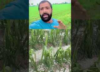The Farmer Brothers Are Going Through Difficult Times Duet 13million Farming Trending Fyp