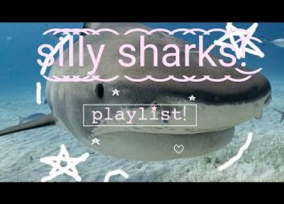 Silly Sharks Playlist
