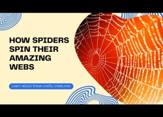  How Spiders Make Their Webs Educational Nature Video