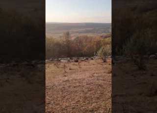 Oile Cum Coboară Către Stâna Tablou De Toamna