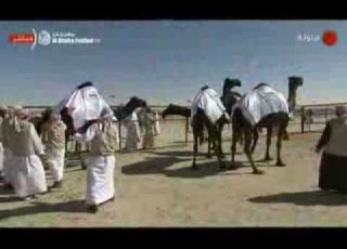  مهرجان الظفرة 2013 نتيجة شوط أجمل ناقة مجاهيم من سن مفرودة إلى سن لقية لأصحاب السمو الشيوخ
