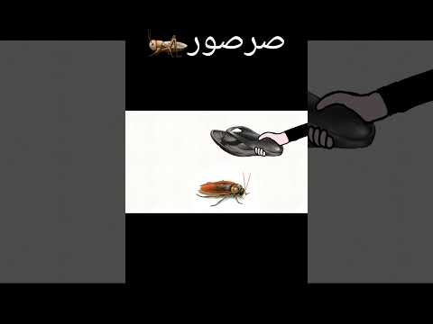 صرصور ضربو بل