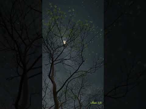 مدينتي وليلة قمرية جميلة من بين الأشجار وجمال الطبيعة الخلابة والهدؤ والطاقه الإيجابية سبحان الله